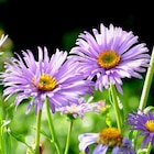 Promo BOTANIC®-Aster des Alpes. Le pot de 2 litres à 10,99 € dans le catalogue Botanic à Brétigny-sur-Orge