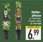 E center Wangen - Kletterpflanze Angebot im Prospekt Kletterpflanze bei E center im Wangen Prospekt für 6,99 €