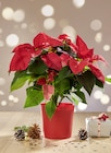 Poinsettia à Supeco dans Moustajon Poinsettia à Supeco dans Moustajon