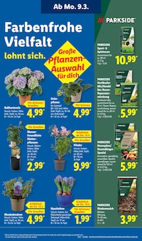Hortensie im Lidl Prospekt "LIDL LOHNT SICH" mit 68 Seiten (Darmstadt)