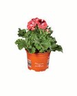 Edelgeranie (Pelargonium grandiflorum) Angebote bei Lidl Filderstadt für 2,49 €