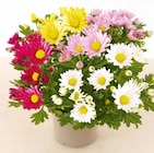 Chrysantheme „Quattro“ für 4,29 € bei Hellweg im Angebot Chrysantheme „Quattro“ im aktuellen Hellweg Prospekt