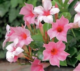 Dipladenia bei toom Baumarkt im Detmold Prospekt für 5,99 €