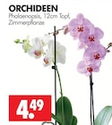 Aktuelle Orchidee Angebote bei Wreesmann in Dresden Aktuelles ORCHIDEEN Angebot bei Wreesmann in Dresden ab 4,49 €