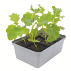 toom Baumarkt Eberswalde - Gemüsejungpflanzen Angebot im Prospekt Gemüsejungpflanzen bei toom Baumarkt im Eberswalde Prospekt für 1,99 €