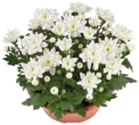 Chrysantheme im Angebot bei Kaufland in Dortmund Chrysantheme Angebote bei Kaufland Dortmund für 2,49 €