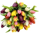 Tulpenbund »Kunterbunt« Angebote bei REWE Nürnberg für 5,00 €