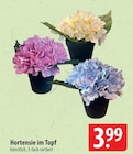 Hortensie im Topf Angebote bei famila Nordost Elmshorn für 3,99 €