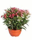 Oleander Trio  im aktuellen Lidl Prospekt für 14,99 €