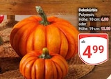 Dekokürbis Angebote bei GLOBUS Bad Homburg für 4,99 €