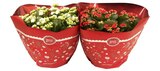 Coupe de kalanchoe en promo chez Carrefour Coupe de kalanchoe dans le catalogue Carrefour