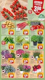 Pflanzen Angebot im aktuellen REWE Prospekt auf Seite 5