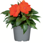 toom Baumarkt Schopfheim Prospekt mit  im Angebot für 3,59 €