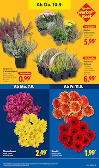 Pflanzen im aktuellen Lidl Prospekt (Freiburg (Breisgau)) Pflanzen im Lidl Prospekt "LIDL LOHNT SICH" mit 73 Seiten (Freiburg (Breisgau))