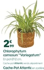 Promo Chlorophytum comosun "Variegatum" à 2,99 € dans le catalogue Truffaut à Limoges