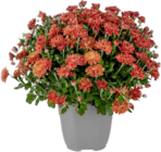 Botanic Épinal - Promo Mini Chrysanthème Promo Mini Chrysanthème à 3,49 € dans le catalogue Botanic à Épinal