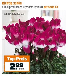 Alpenveilchen (Cyclame Indiaka) bei OBI in Rheine Alpenveilchen (Cyclame Indiaka) im Angebot bei OBI Rheine für 2,99 €