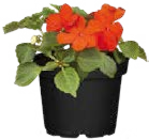 Begonia Angebote bei Globus-Baumarkt Niederkassel für 1,29 €