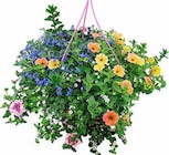 Sommerblumen Ampel Potpourri bei OBI im Marburg Prospekt für 14,99 €