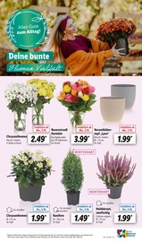 Chrysanthemen Angebote im Prospekt "LIDL LOHNT SICH" von Lidl auf Seite 49