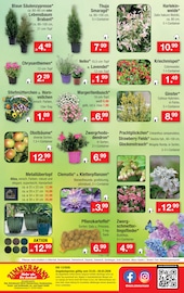 Aktueller Zimmermann Prospekt mit Balkonpflanzen, "Aktuelle Angebote", Seite 10
