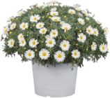 Margeriten Busch (Argyranthemum) bei Globus-Baumarkt im Petersberg Prospekt für 7,99 €