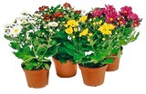 Aktuelles Chrysanthemen Mini Swifty Angebot bei REWE in Potsdam ab 1,29 €