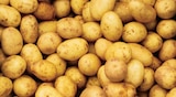 Pommes de terre de consommation ”Gourmandine/Jazzy” selon arrivage - Norma à Mulhouse Pommes de terre de consommation ”Gourmandine/Jazzy” selon arrivage en promo chez Norma Mulhouse à 2,79 €