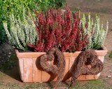 Hagebaumarkt Hauzenberg - Knospenheide 'Garden Girls' Angebot im Prospekt Knospenheide 'Garden Girls' bei Hagebaumarkt im Hauzenberg Prospekt für 1,99 €