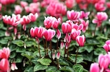 Mini Cyclamen dans le catalogue Jardiland