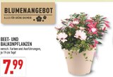 Beet- und Balkonpflanzen Angebote bei Marktkauf Arnsberg für 7,99 €