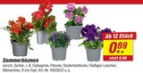 Aktuelles Sommerblumen Angebot bei toom Baumarkt in Oberhausen ab 0,89 €