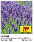 toom Baumarkt Oschersleben (Bode) Prospekt mit  im Angebot für 1,99 €