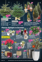 Blumentopf Angebote im Prospekt "Weihnachten ist, was Du draus machst." von Hornbach auf Seite 3