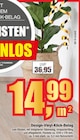 wohnstore Petzold Vetschau - Design-Vinyl-Klick-Belag Angebot im Prospekt Design-Vinyl-Klick-Belag bei wohnstore Petzold im Vetschau Prospekt für 14,99 €