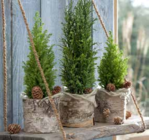 Mini-Konifere im Pflanzen Kölle Prospekt Mini-Konifere von im aktuellen Pflanzen Kölle Prospekt für 1,99 €