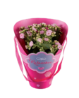Kalanchoe im Colour Cup/Vasentopf/Geschenkverpackung Angebote bei Lidl Neuss für 2,99 €