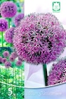 Allium Gladiator bei Thomas Philipps im Itzehoe Prospekt für 4,44 €