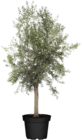 Aktuelles Olivenbaum (Olea europea Arbequina) Angebot bei Globus-Baumarkt in Mainz ab 99,00 €