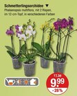 Schmetterlingsorchidee im V-Markt Prospekt Schmetterlingsorchidee von im aktuellen V-Markt Prospekt fĂŒr 9,99 âŹ
