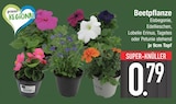 Beetpflanze im Angebot bei EDEKA in Straubing Beetpflanze Angebote bei EDEKA Straubing für 0,79 €