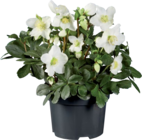 Rose de Noël "Helleborus" en promo chez Lidl Versailles à 6,99 €