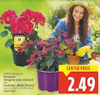 Geranien hängend oder stehend von EDEKA Regional im aktuellen E center Prospekt