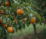 Kaki im aktuellen Marktkauf Prospekt