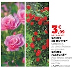 Promo Rosier en motte à 3,99 € dans le catalogue Super U à Lostanges