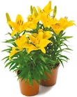 Asiatische Lilien von  im aktuellen Netto mit dem Scottie Prospekt für 2,99 €
