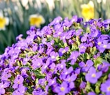 Blütenstauden Angebote bei Thomas Philipps Voerde für 1,49 €