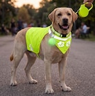 Gilet de sécurité pour chien à 9,90 € dans le catalogue Gifi
