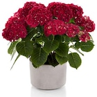 Hortensie 'Early Seasons' Angebote bei Hagebaumarkt Mainz für 19,99 €