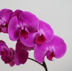 Orchidée Phalaenopsis royal mix dans le catalogue Norma